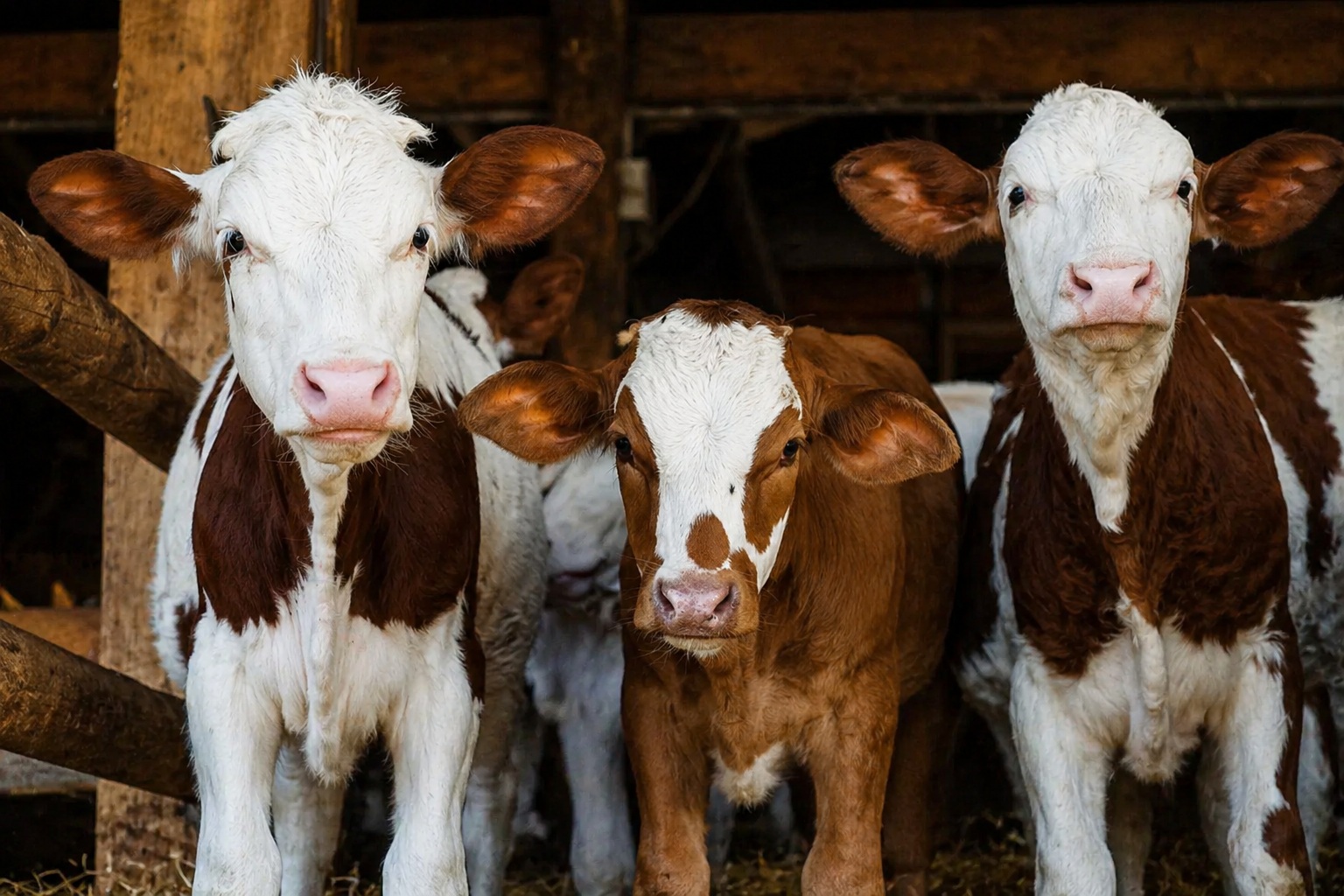 Ψηφιακή Δημόσια Υποδομή και Κτηνοτροφία: Ευκαιρίες και Προκλήσεις